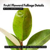 Rubber Plant Variegated (Ficus elastica) - Live Plant (Home & Garden)