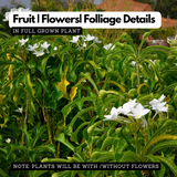 Plumeria (Plumeria rubra) Champa / Frangipani Flowering / Ornamental Live Plant (Home & Garden)