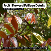 Birth Star : Mula|Moolam|Vichrita (Plant: Kunthirikkam-Boswellia Serrata|Mangifera Indica|Shorea Robusta|Hardwickia Binata) (H&G)