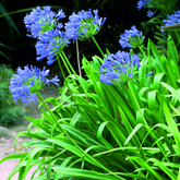 Agapanthus Blue | African Lily Flowering/Ornamental Live Plant (Home & Garden)
