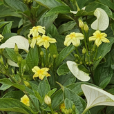 Mussaenda Lutea Flowering/Ornamental Shrub Live Plant (Home & Garden)
