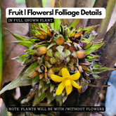 Lemba Fruit (Curculigo Capitulata) Seedling Fruit Plant (Home & Garden Plants)