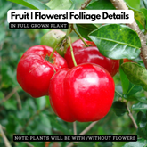 Barbados Cherry (Sweet) West Indian Cherry (Malpighia emarginata) Fruit Live Plant (Home & Garden)