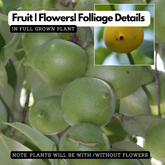 Garcinia assamica Seedling Fruit Plant (Home & Garden Plants)