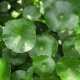Water Pennywort (Hydrocotyle vulgaris) Aquatic Live Plant (Home & Garden)