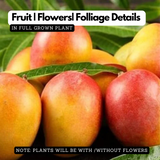 Suvarnarekha Mango Plant (Mangifera indica) Fruit Live Plant (Home & Garden)