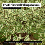 Terminalia Variegated Ornamental Live Plant (Home & Garden)