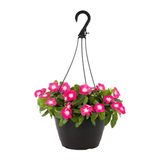 Hanging Vinca Live Plant (Any Colour) | Catharanthus Roseus | Ornamental Flowering Plant for Home & Garden