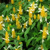 Lollipop Live Plant | Golden Shrimp Plant | Yellow Flowering Ornamental Shrub for Home & Garden