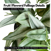 Scindapsus Treubii Moonlight(Epipremnum aureum) Live plant(Home & Garden)
