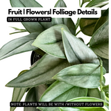 Scindapsus Treubii Moonlight(Epipremnum aureum) Live plant(Home & Garden)