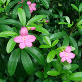 Lemonia Plant Live | Ravenia spectabilis Rare Fragrant Flowering / Ornamental Live Plant (Home & Garden)