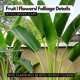 Traveller's Palm / Traveller's tree Ornamental Live Plant (Home & Garden)
