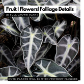 Alocasia bambino/ African mask plant Ornamental Live Plant (Home & Garden)