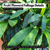 True Cardamom / Elakka / Elaichi (Elettaria cardamomum) Medicinal / Ornamental / Spice Live Plant (Home & Garden)