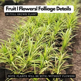 Pentanus / Spider Plant Ornamental Live Plant (Home & Garden)