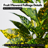 Gold Dust Croton / Codiaeum variegatum Ornamental Live Plant In Pot (Home & Garden)