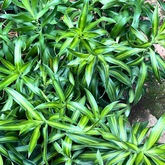 Dracaena Song of Jamaica Variegated Indoor Ornamental Live Plant (Home & Garden)