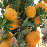 All Time Vietnam Malta Orange Grafted Fruit (Citrus Limetta)Fruit Live Plant (Home & Garden)