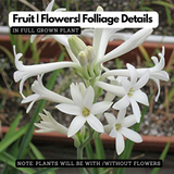 Rajnigandha, Tuberose (Single Petal) Rhizome 10 Nos