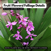 Ground Orchid (Spathoglottis Plicata) Flowering / Ornamental Live Plant (Home & Garden)