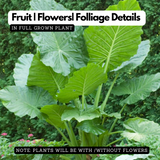 Alocasia Elephant Ear (Alocasia odora)- Live Plant (Home & Garden)