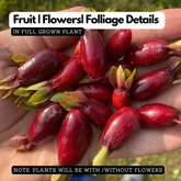 Savannah Cherry (Eugenia Calycina) Seedling Fruit Plant (Home & Garden Plants)