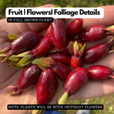 Savannah Cherry (Eugenia Calycina) Seedling Fruit Plant (Home & Garden Plants)