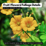 Flowering Plant Birth Star: Atham (Plant: Mukkutti / Little Tree Plant / Biophytum sensitivum) Medicinal / Flowering Live Plant (H&G)