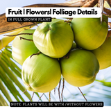 Coconut Tree Hybrid T X D Coconut Live Plant (Home & Garden)