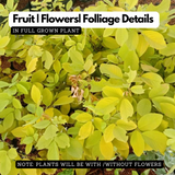 Golden Desmodium (Desmodium aureum) Ornamental Live Plant (Home & Garden)