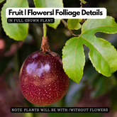 Passion Fruit Violet (Passiflora edulis) Fruit/Flowering/Ornamental Live Plant (Home & Garden)