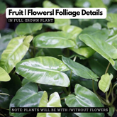 Kerala Hybrid Philodendron Ornamental / Creeper Live Plant (Home & Garden)