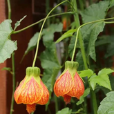 Bell Hibiscus Plant (Any Colour) | Colourful Bell-Shaped Flowers | Flowering /Ornamental Live Plant