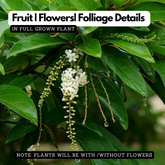 Parijatham Plant / Fiddlewood (Citharexylum spinosum) Flowering/Ornamental Live Plant (Home & Garden)