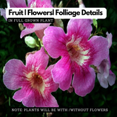 Pink Tecoma / The Cape Honeysuckle (Tecoma capensis) Flowering/Ornamental Live Plant (Home & Garden)