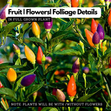 Ornamental Chilli Plant Fruit / Ornamental Live Plant (Home & Garden)