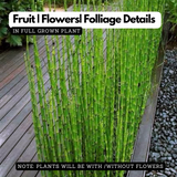 Water Bamboo Plant Ornamental Live Plant (Home & Garden)