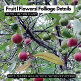 Raja Puli (Garcinia Indica) Kokum Fruit Live Plant (Home & Garden)