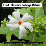 Pavizhamalli (Night Jasmine, Coral Jasmine) Jasmine Plant Flowering/Ornamental Live Plant (Home & Garden)