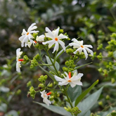 Dwarf Pavizhamalli (Coral Jasmine) Jasmine Plant Flowering/Ornamental Live Plant (Home & Garden)