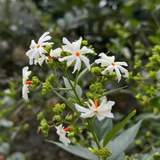 Dwarf Pavizhamalli (Coral Jasmine) Jasmine Plant Flowering/Ornamental Live Plant (Home & Garden)