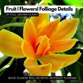 Chempakam (Grafted) Plant (Magnolia Champaca) Flowering/Ornamental Live Plant (Home & Garden)