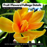 Chempakam (Grafted) Plant (Magnolia Champaca) Flowering/Ornamental Live Plant (Home & Garden)