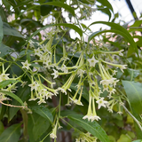 Raat Ki Rani, Raat Rani, Night Blooming Jasmine Plant (Cestrum Nocturnum) Flowering/Ornamental Live Plant for Home & Garden)