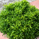 Green Ball Aralia (Polyscias fruticosa) Ornamental Live Plant (Home & Garden)