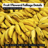 Plantain Banana/Nendra Banana (Musa paradisiaca) Fruit Live Plant (Home&Garden)