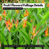 Heliconia (Any Colour) (Genus Heliconia) Flowering/Ornamental Live Plant (Home & Garden)