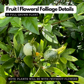 Blackberry Jam Plant (Rubus fruticosus) Fruit Live Plant (Home & Garden)