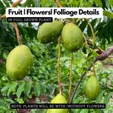 Ambazham / Hog Plum / Ambarella (Spondias mombin) Fruit Live Plant (Home & Garden)